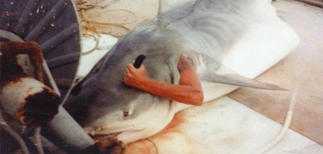shark-pic