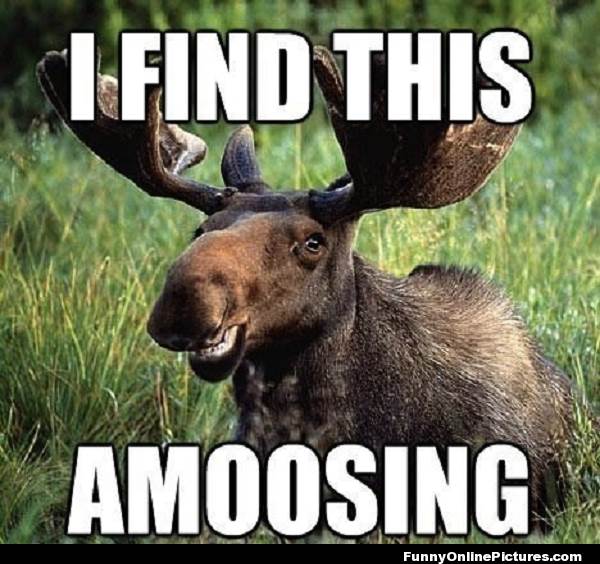 amoosing