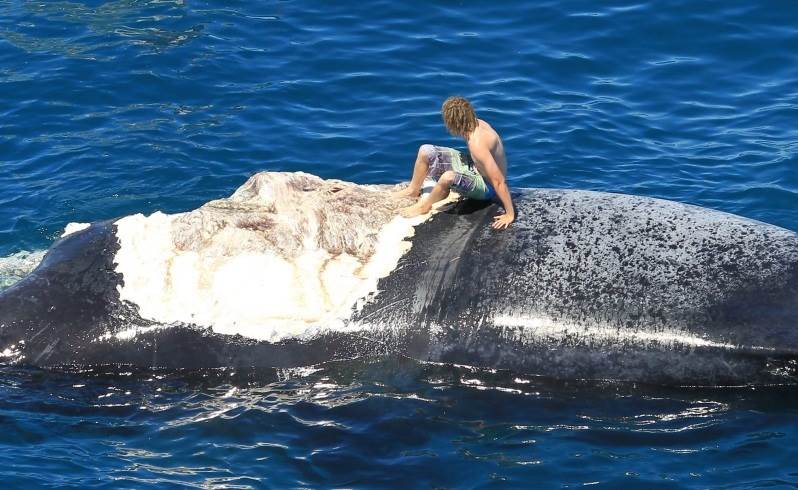 Harrison rides the whale