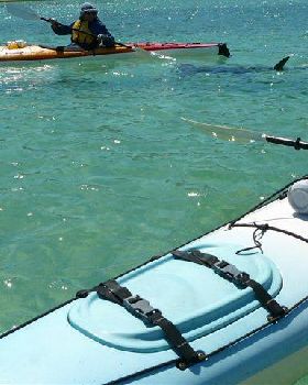 hammerhead off moreton island  moreton banks