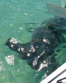 hammerhead off moreton island  moreton banks