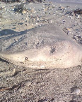 Shark!