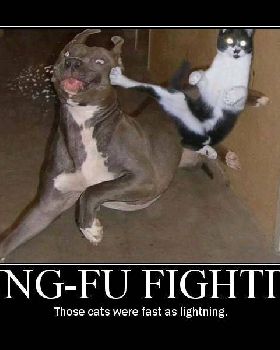 Kung Fu Cat