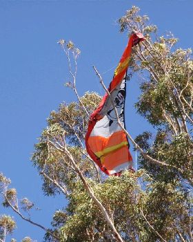 tree kite