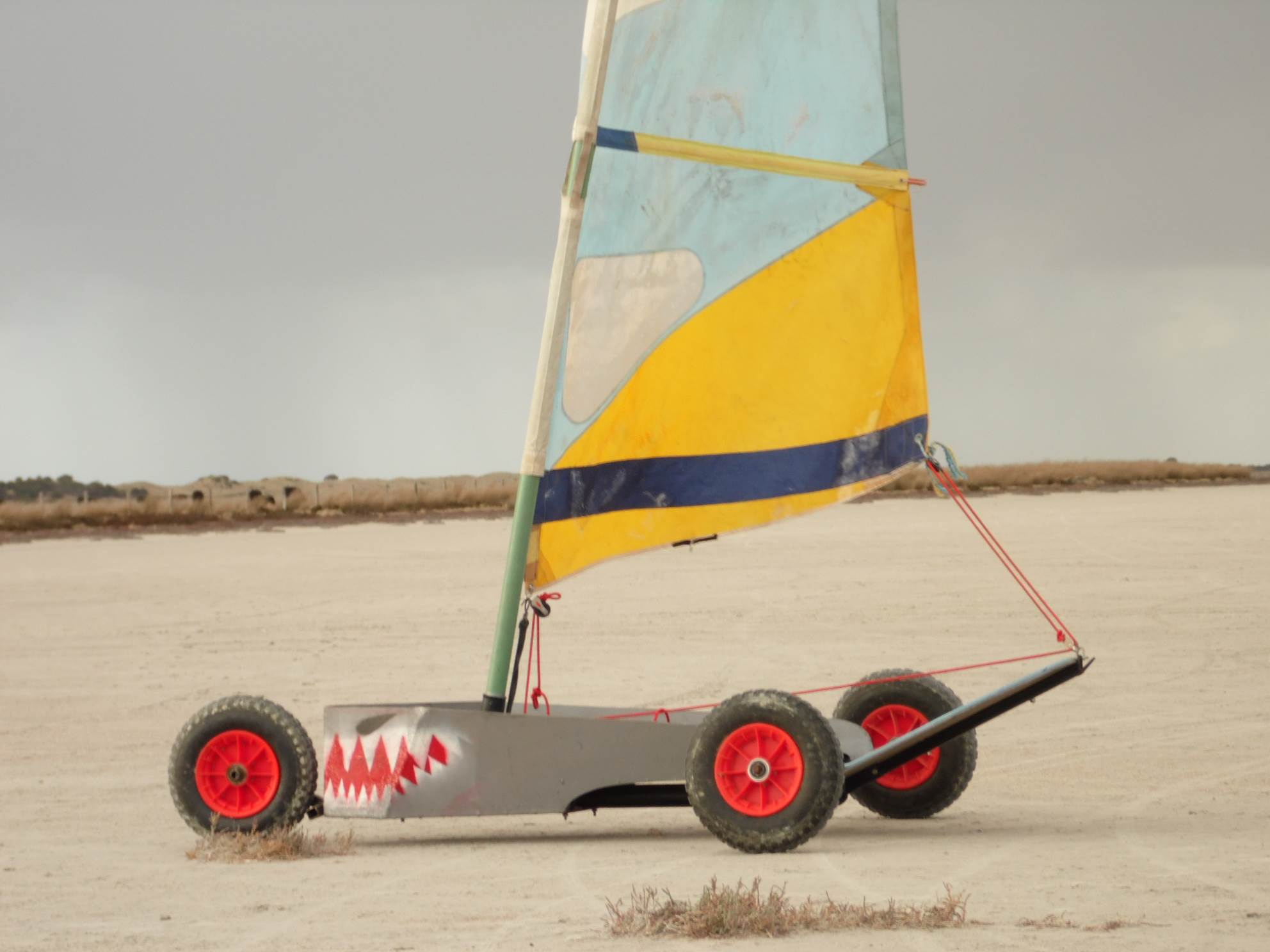 Shark tooth mini