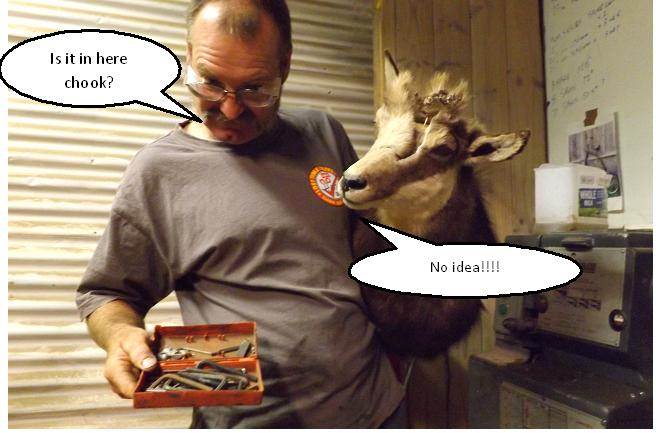 deer