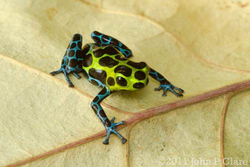 frog Blue Green and Black