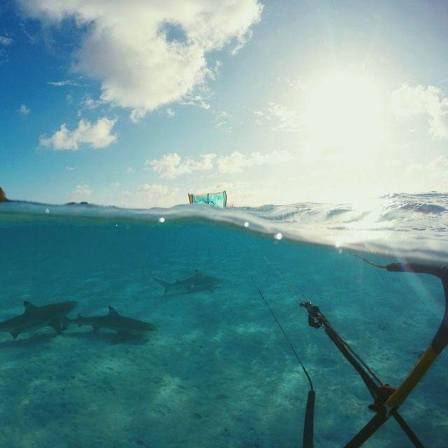 sharks