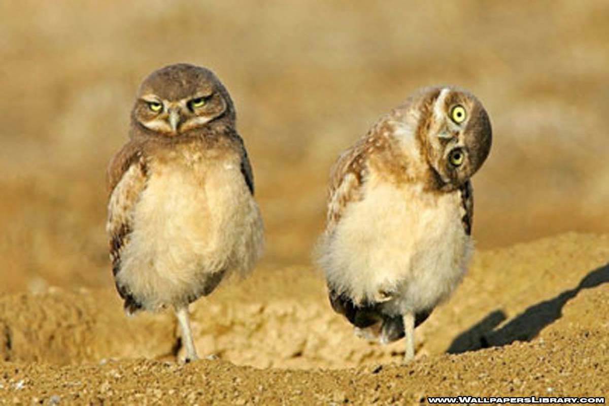 birds