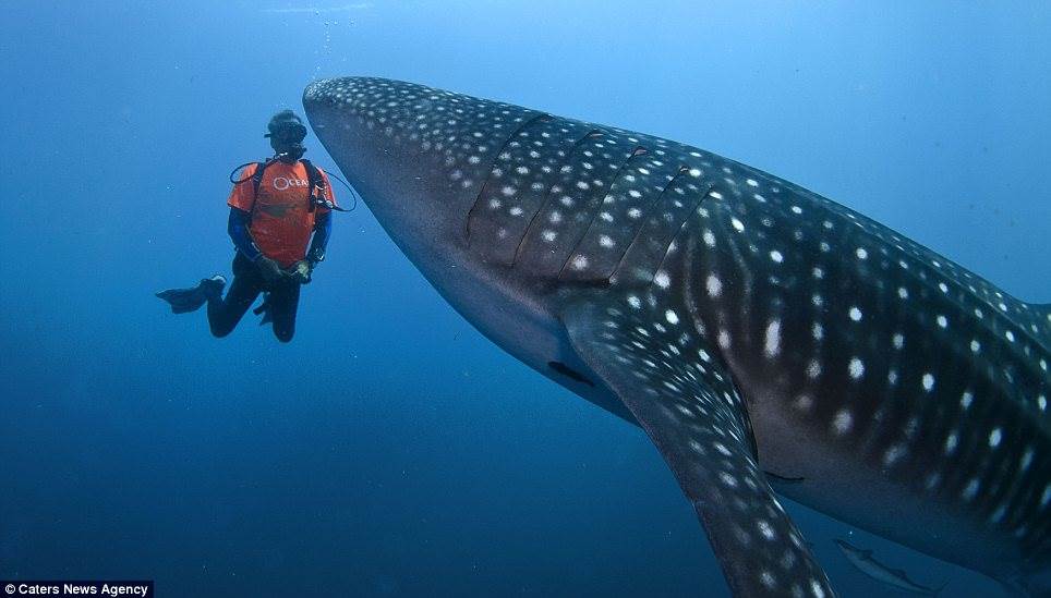 spotty shark