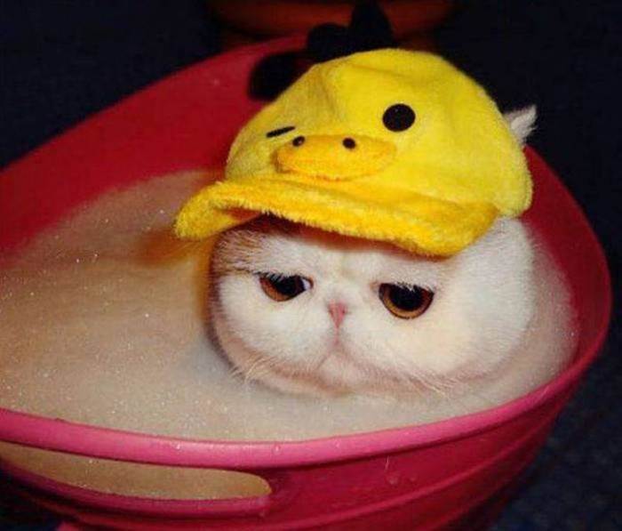 sad-bath-cat-700x597