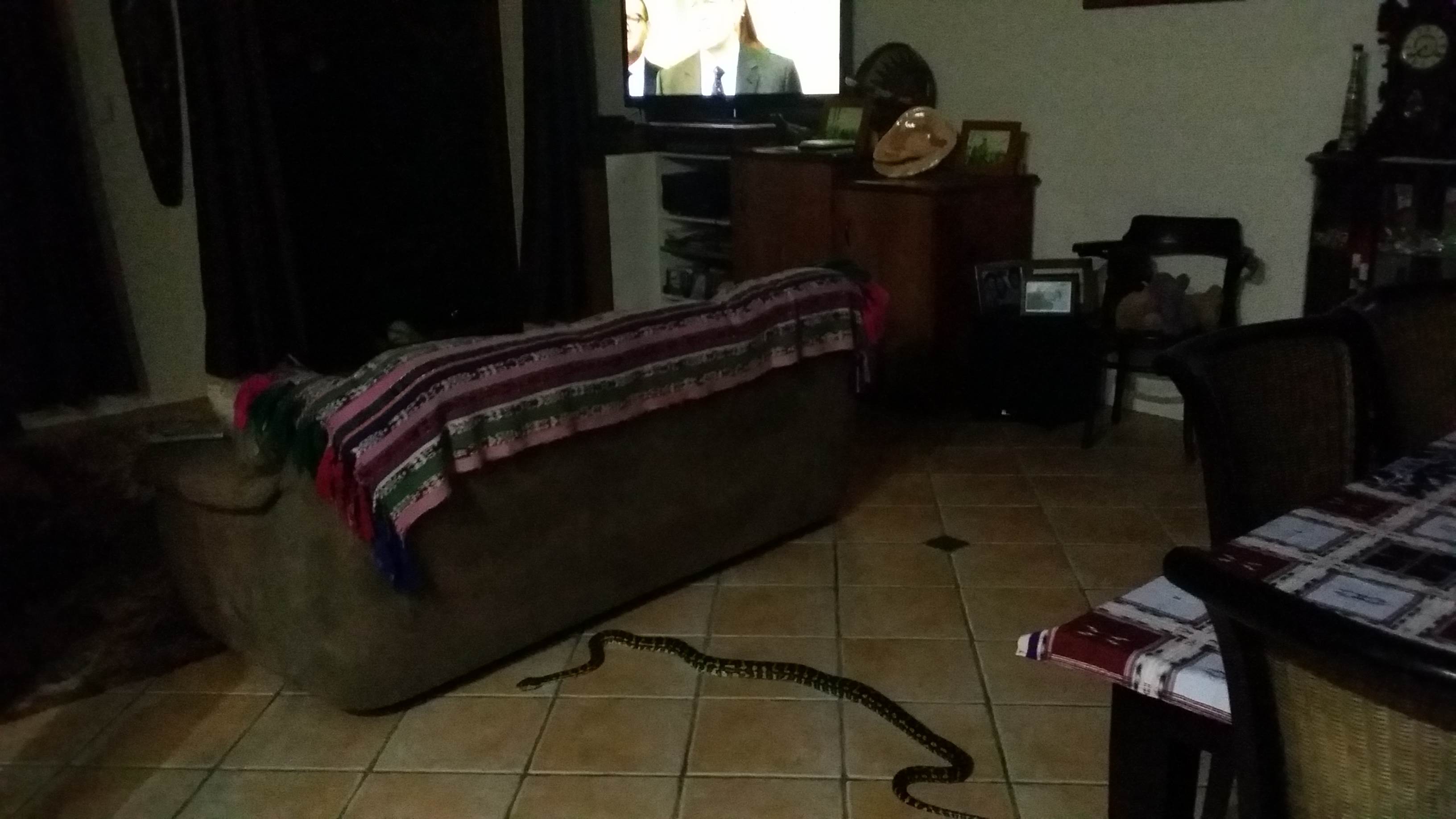 Carpet Snake