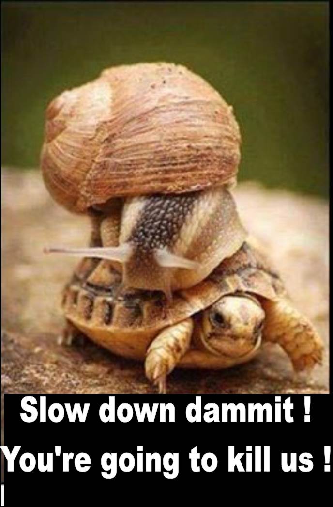 turtle.jpg