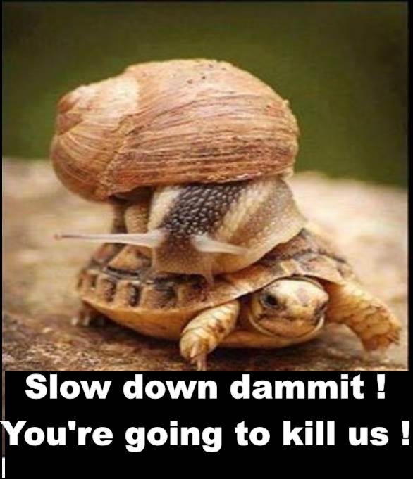 turtle.jpg