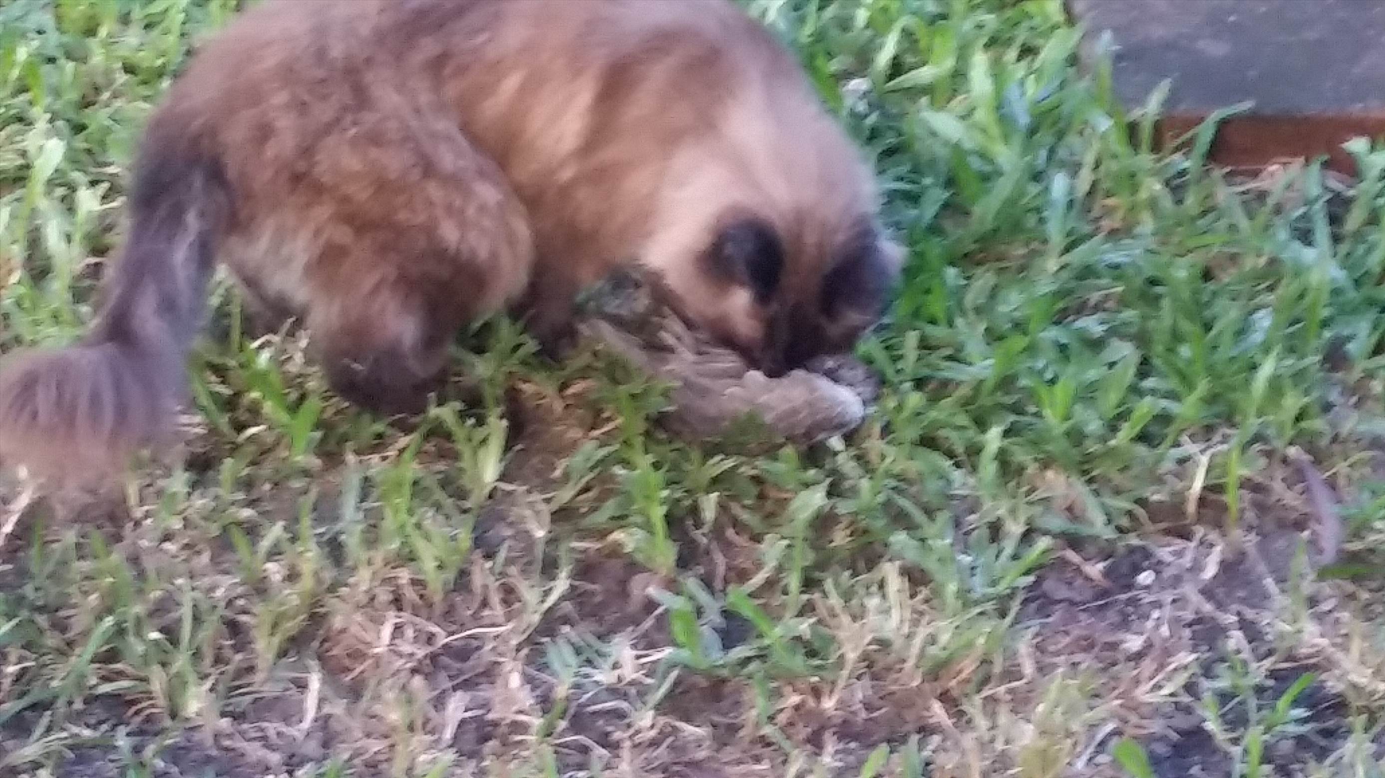 bloody bird killer cat