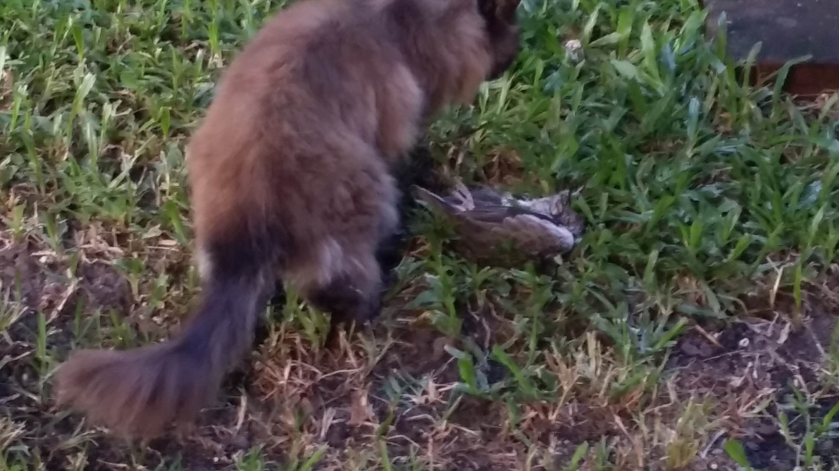 bloody bird killer cat