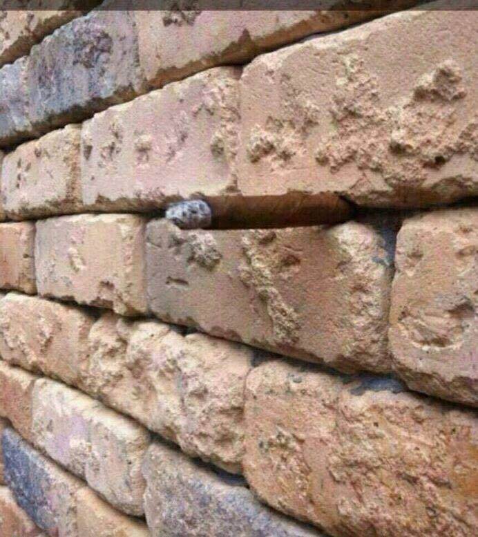 wall