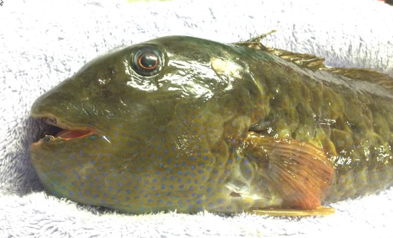 Fish