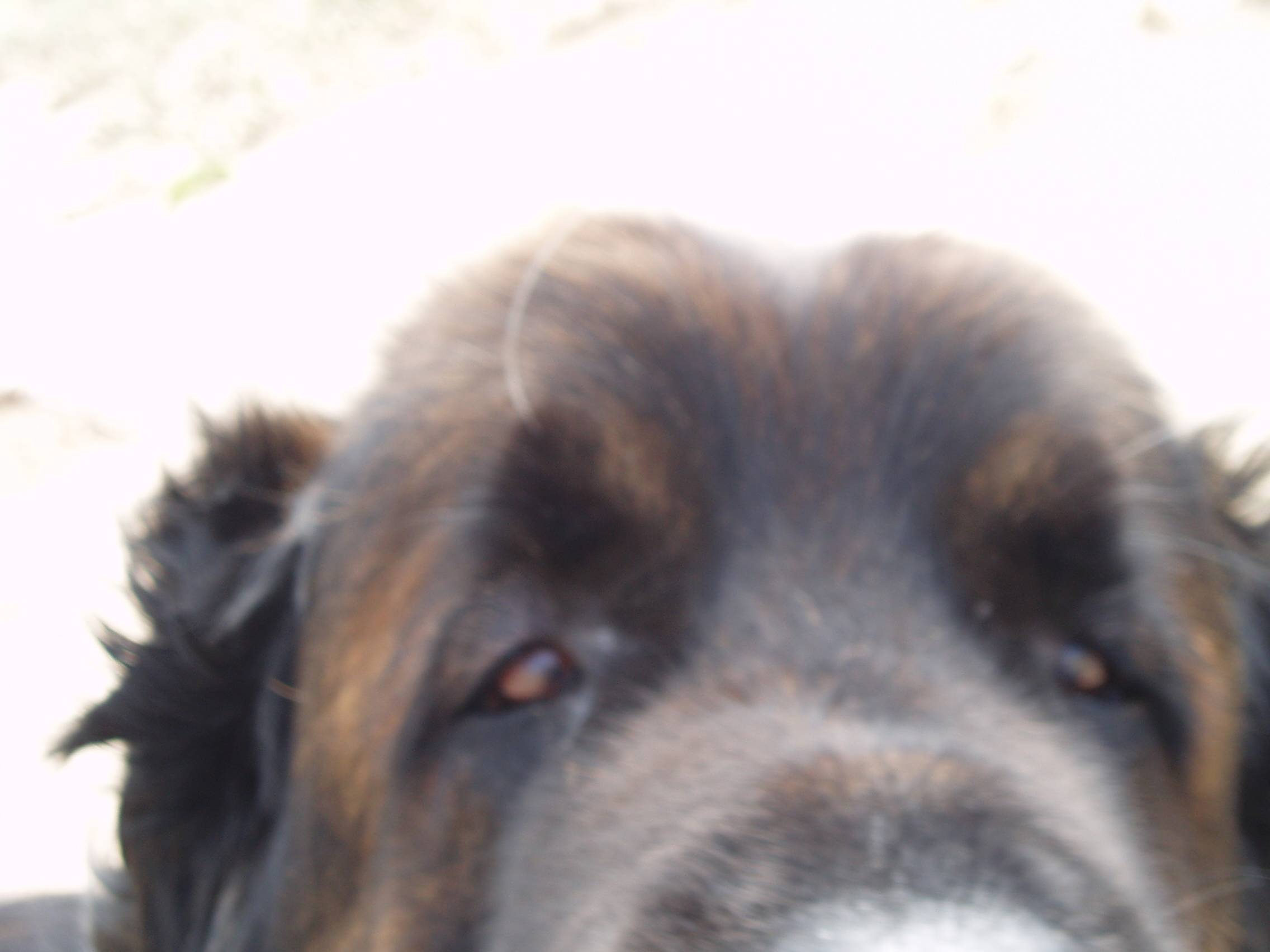 Bellman. Our Leonberger