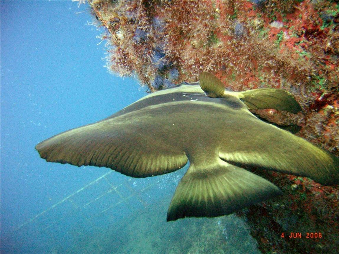 shy batfish