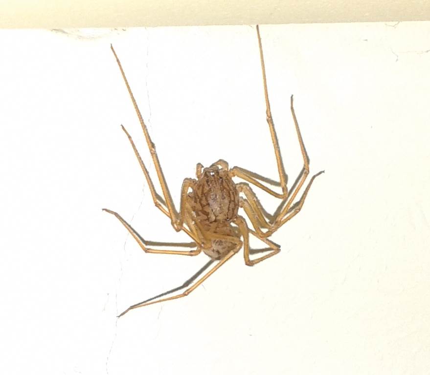 strange spider