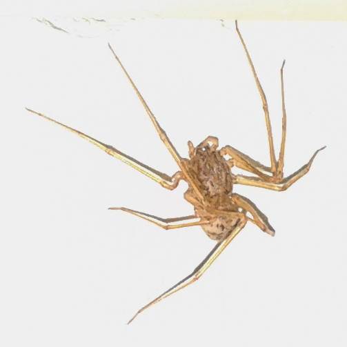 spider 6hrs later
