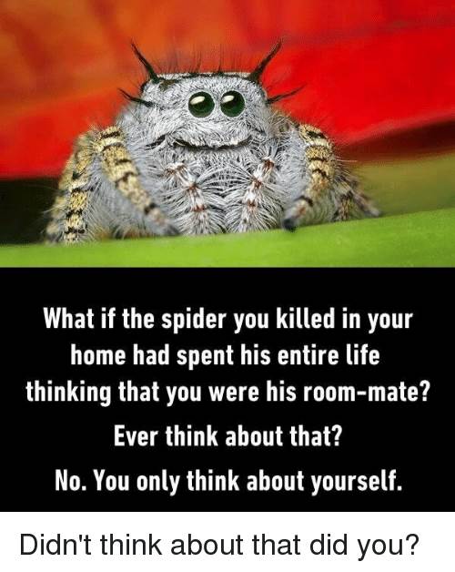 what-if-the-spider-you-killed-in-your-home-had-3706817