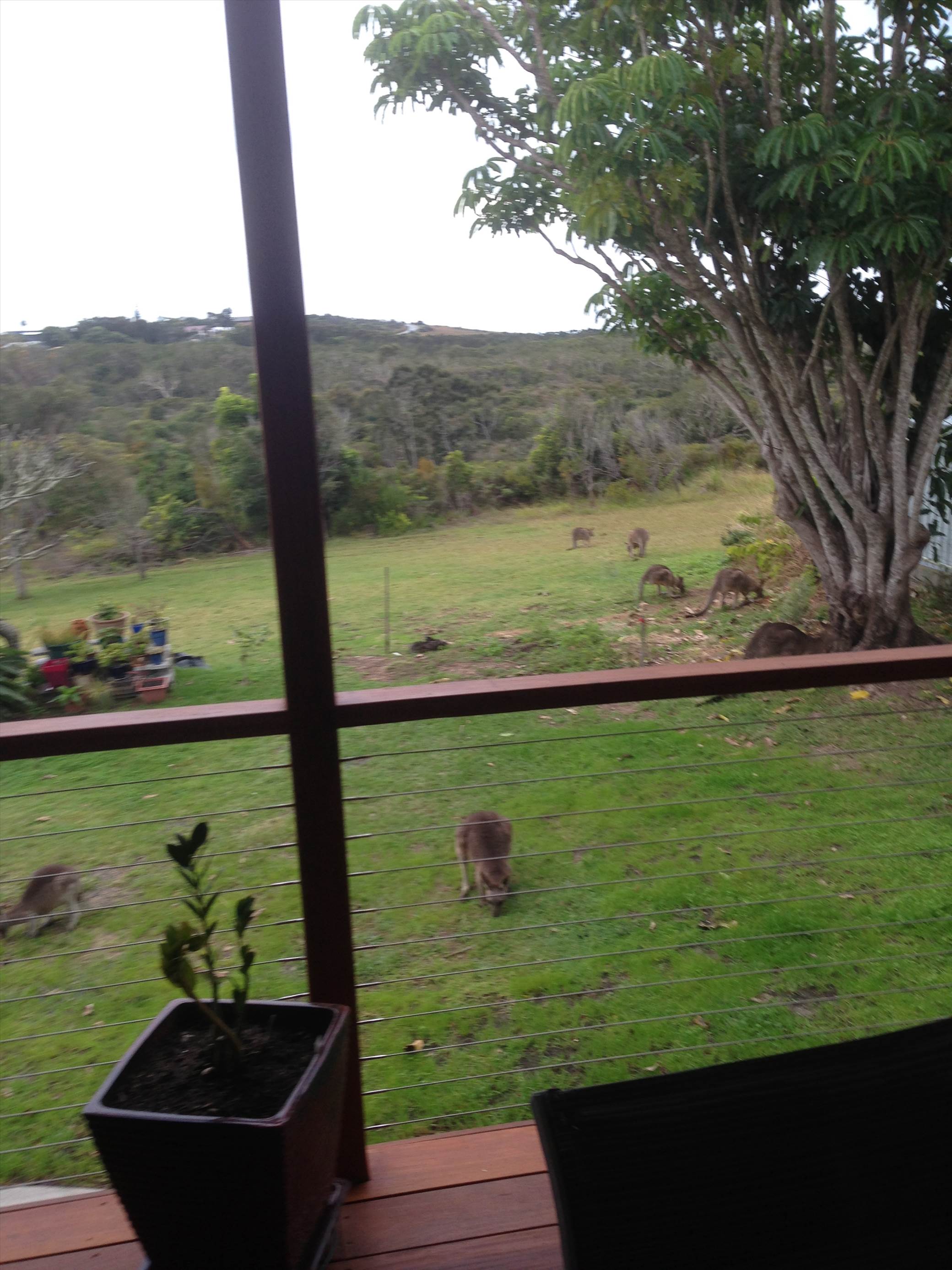 frequent visitors- good lawn mowers