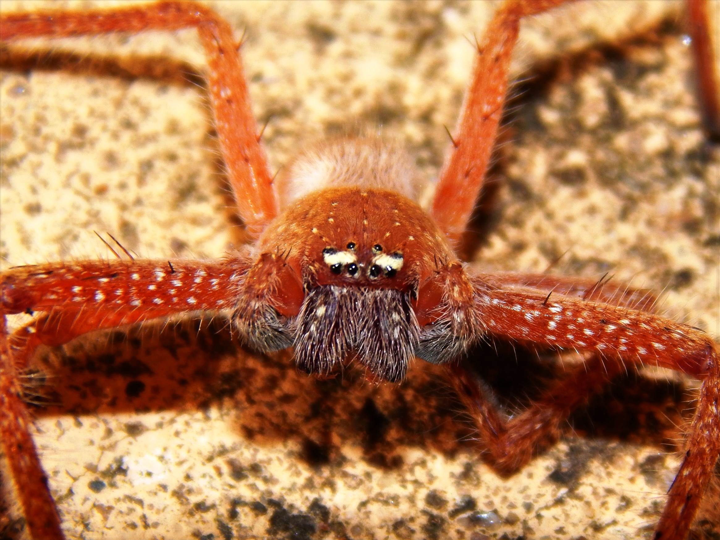 Badged Huntsman