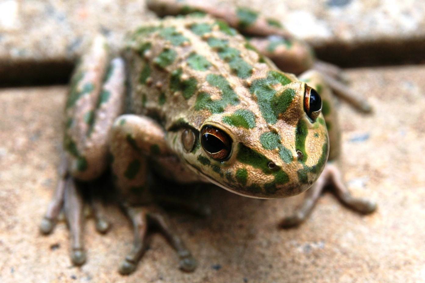 Motorbike Frog WA