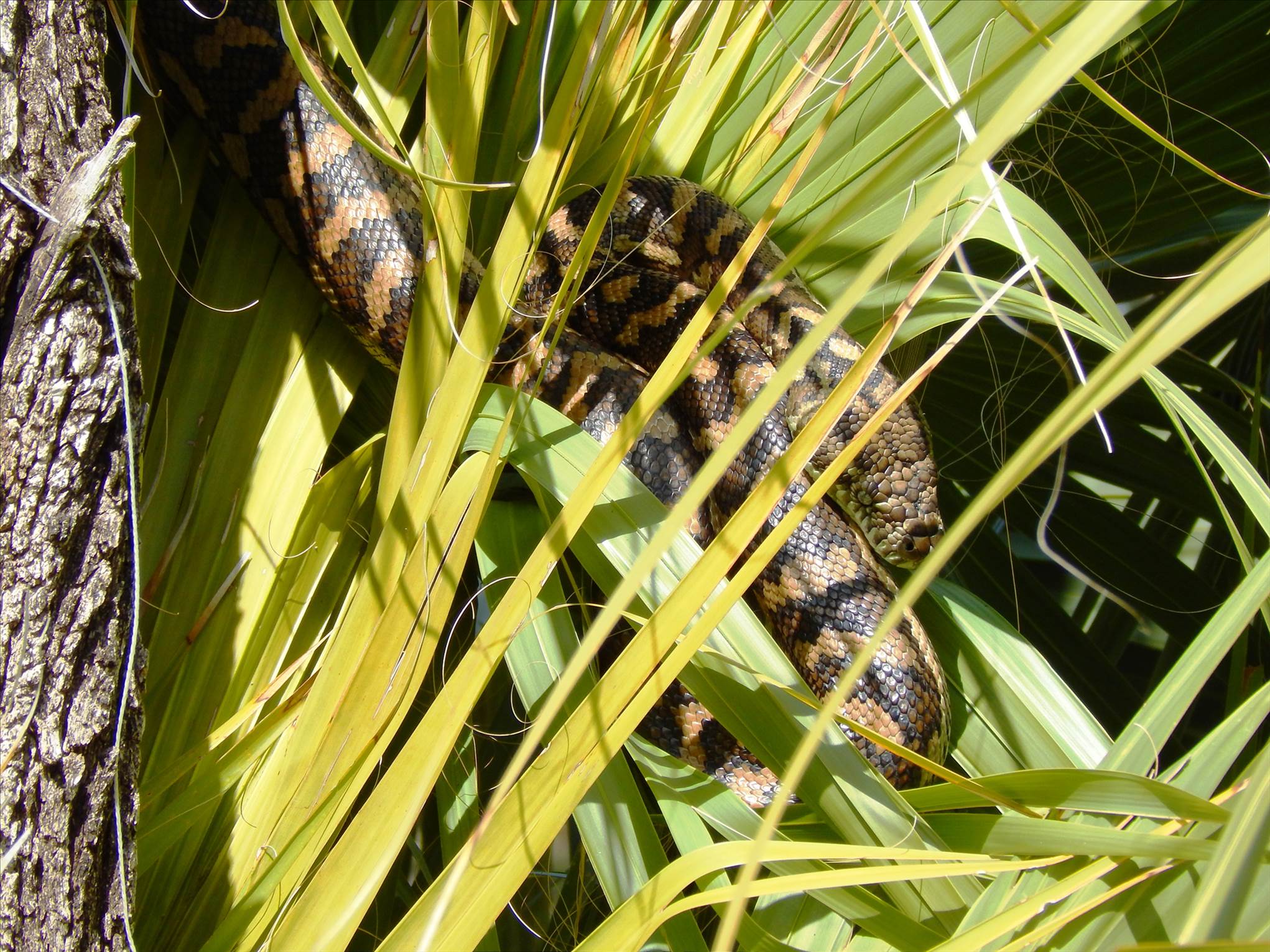 Carpet Python in a Pandanus