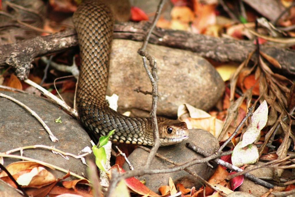 Eastern Brown 2