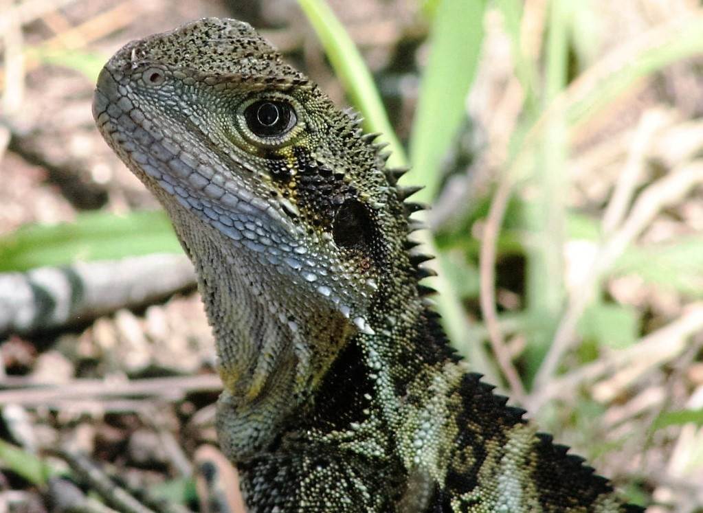 Water Dragon 2