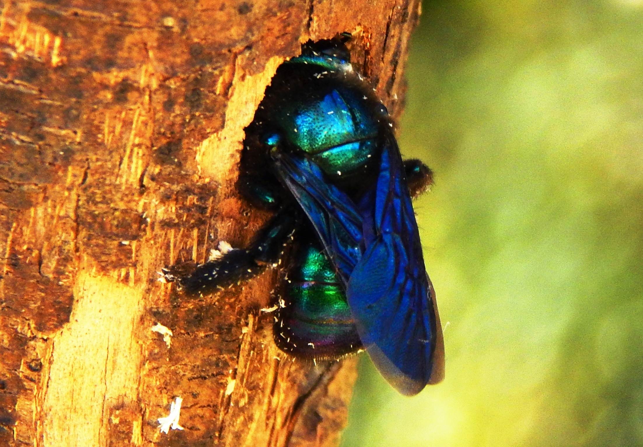 Blue Carpenter Bee