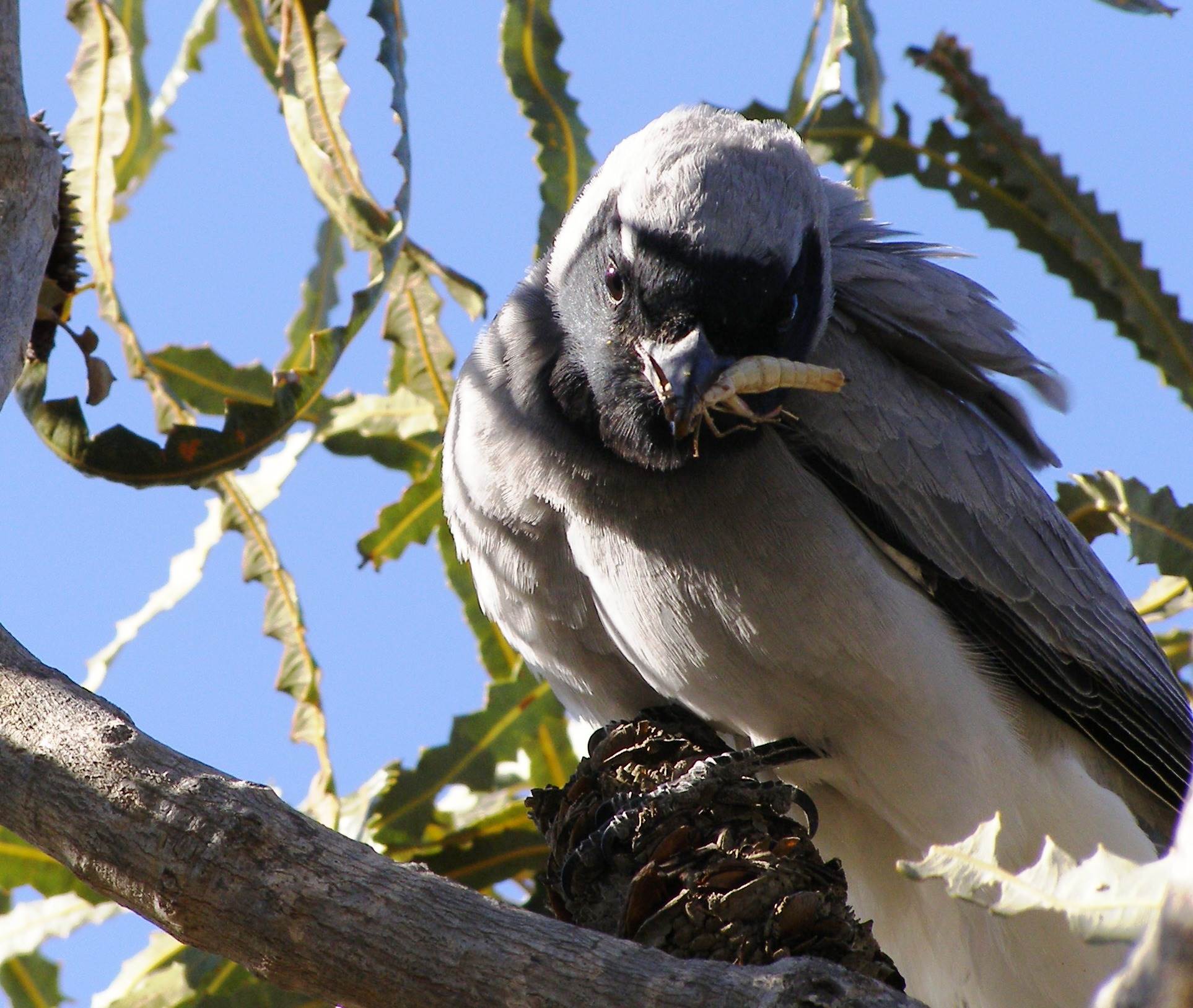 Cuckoo shrike with grasshopper