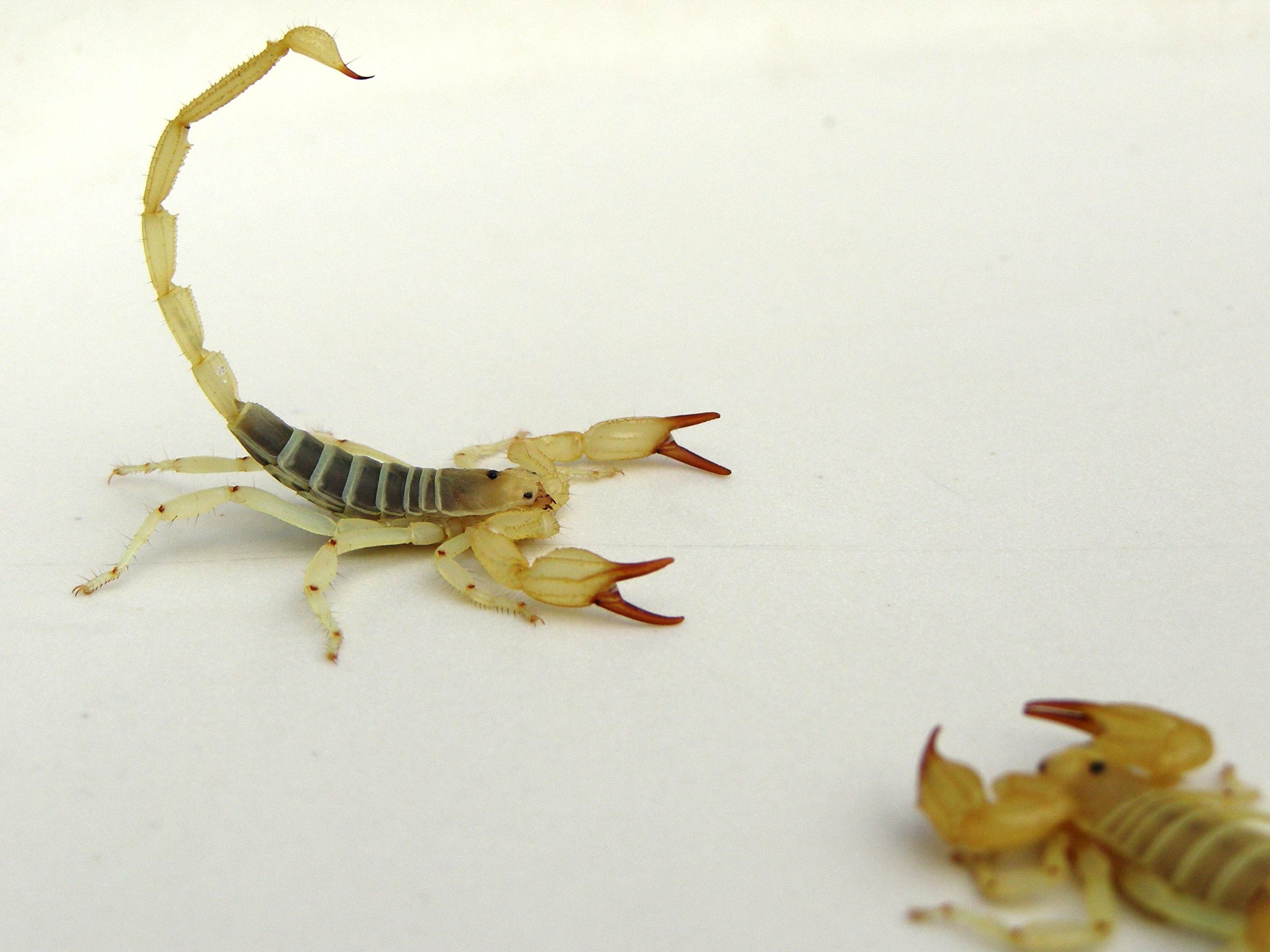 Scorpions
