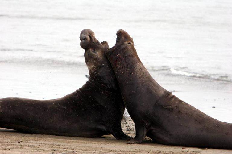 cali seals fight12