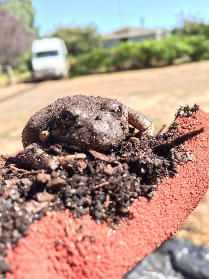 frog