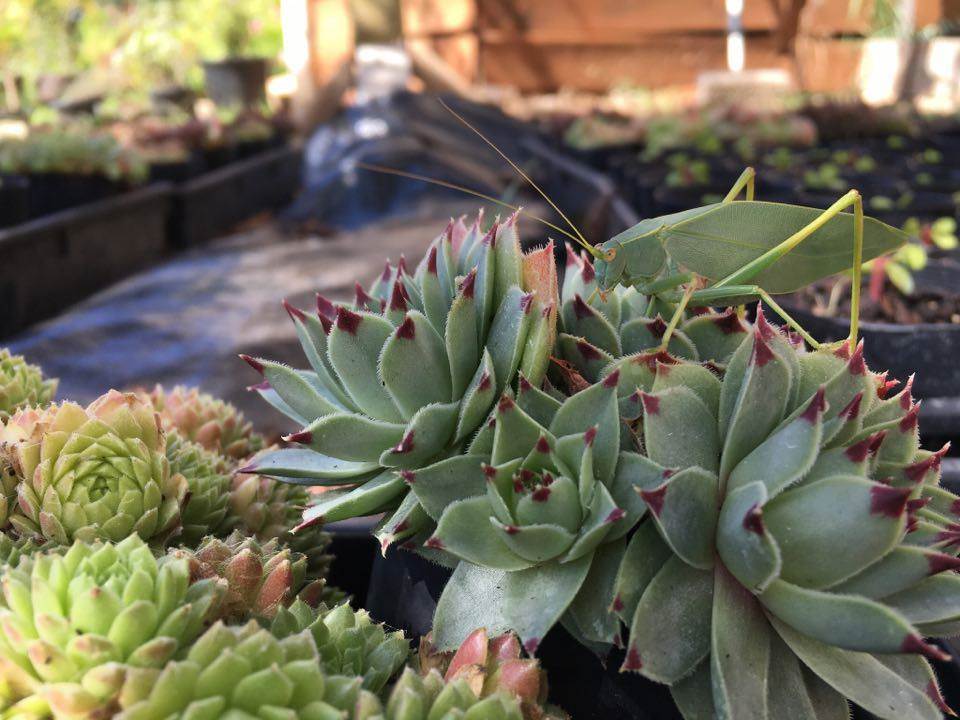 bush cricket