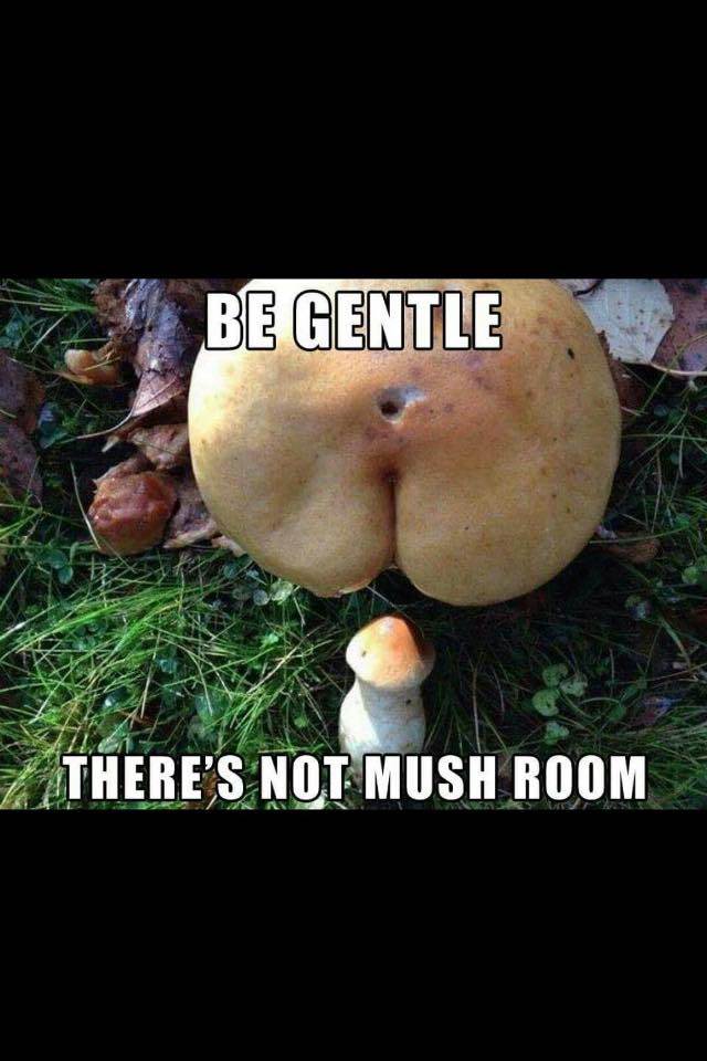 mush room