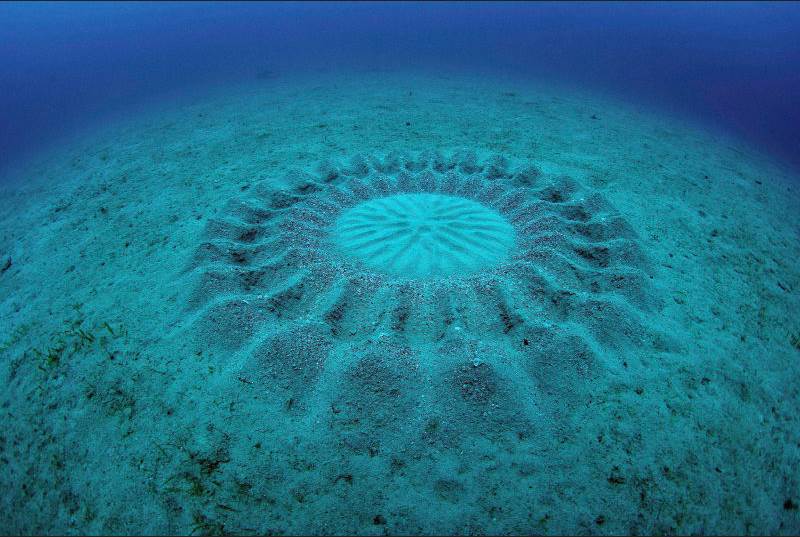 Puffer fish