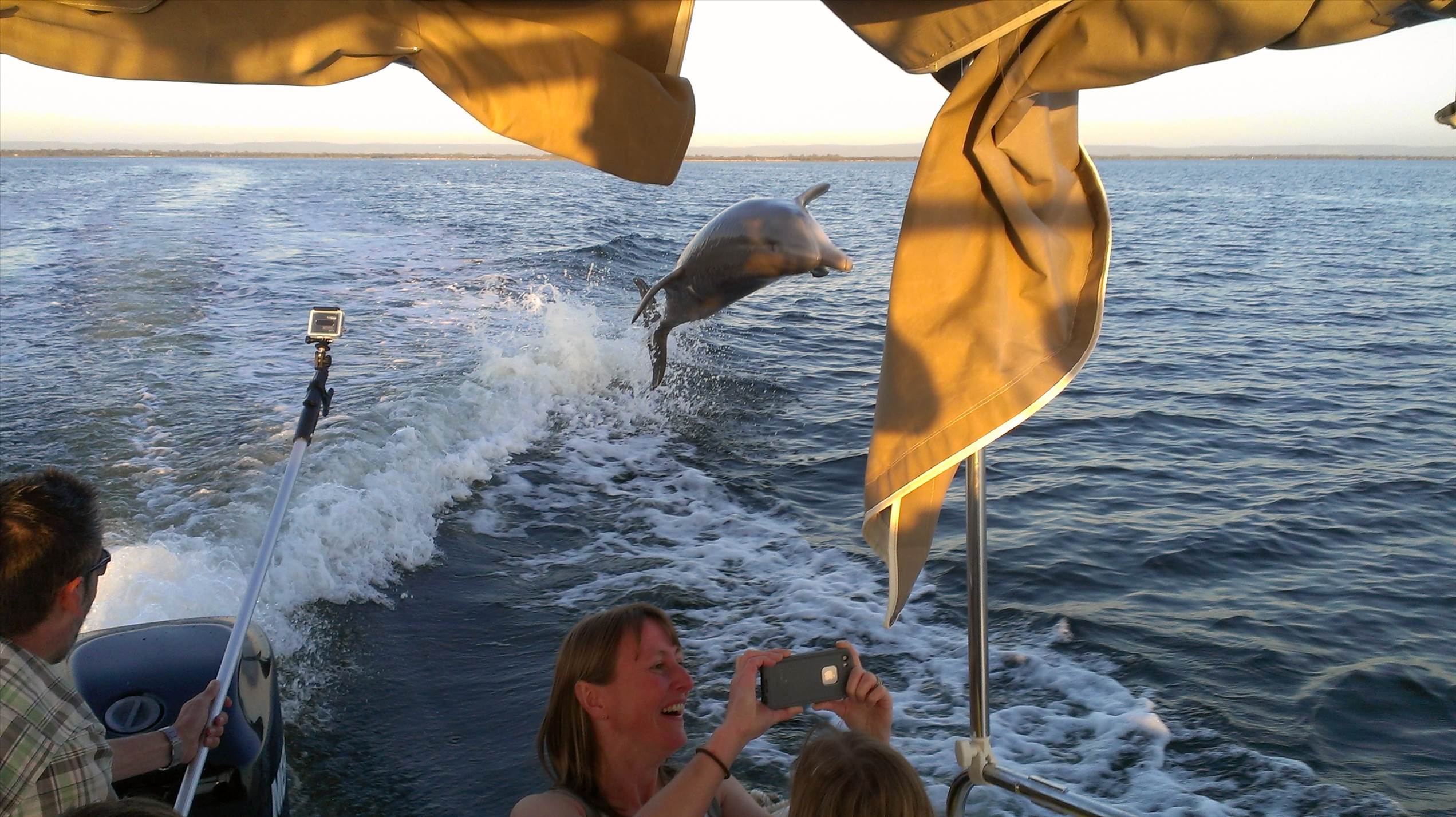 Dolphins