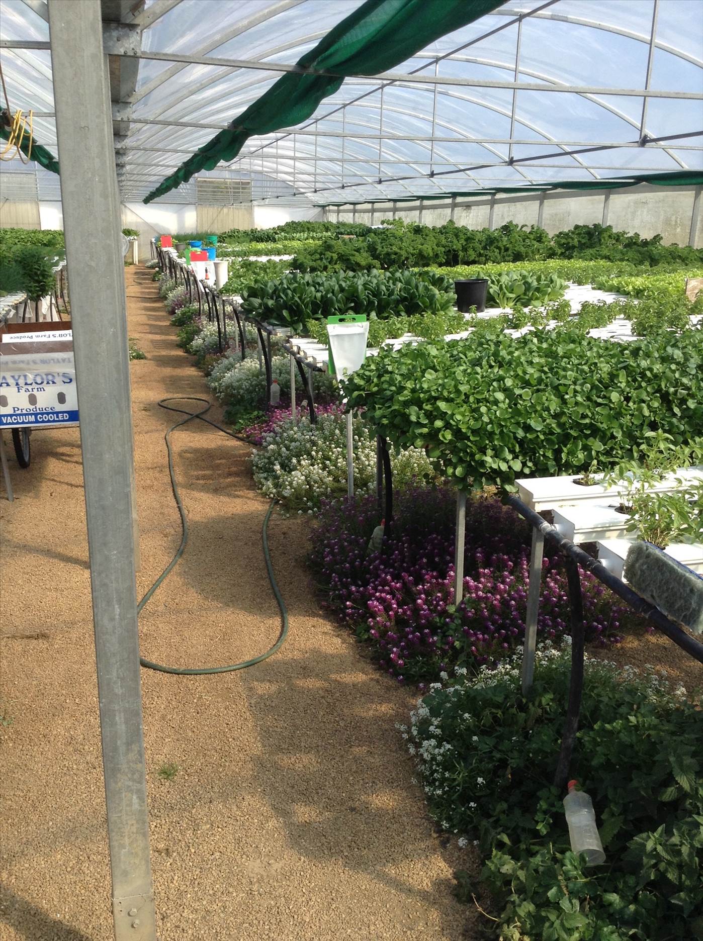 alyssum