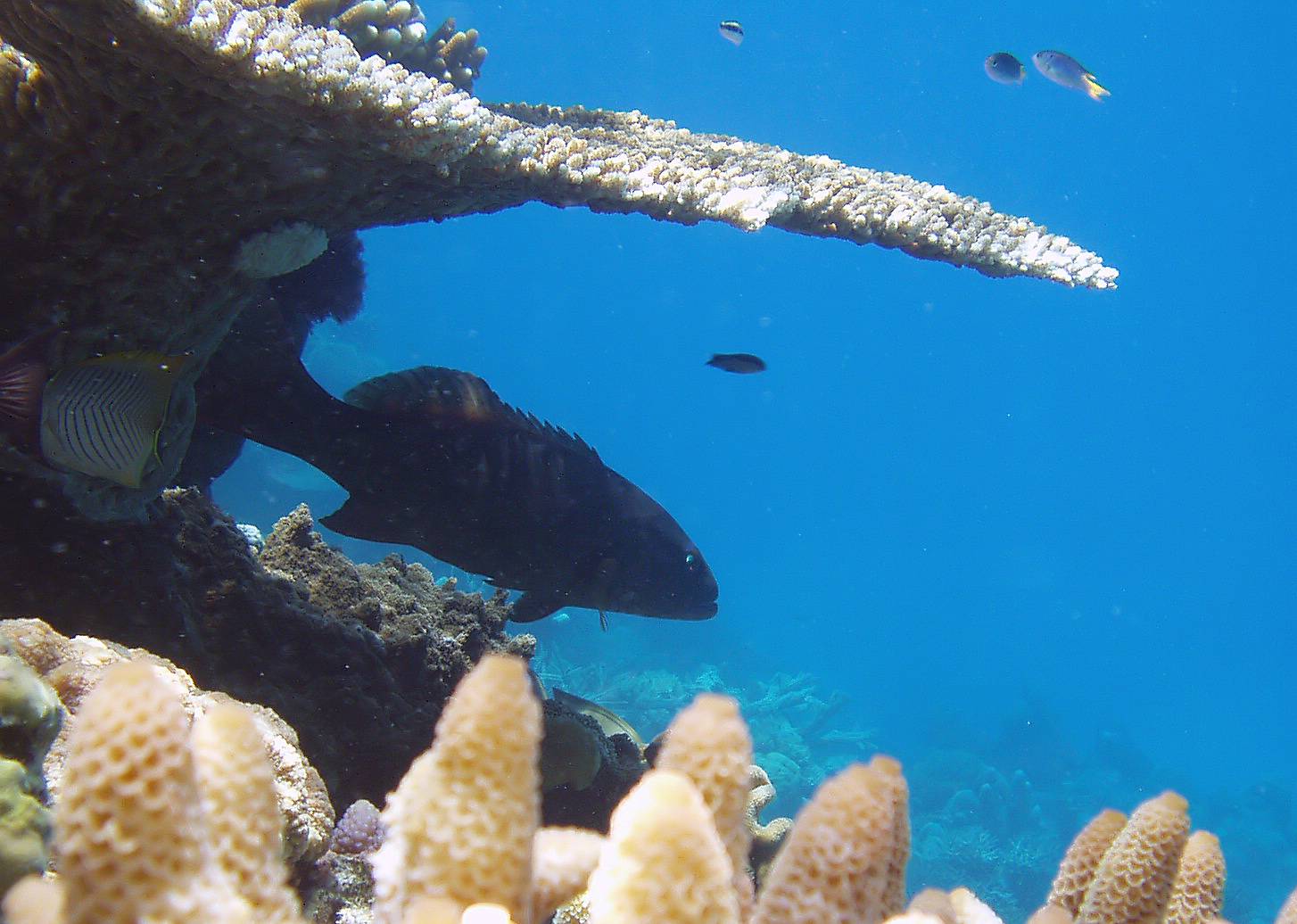 Reef