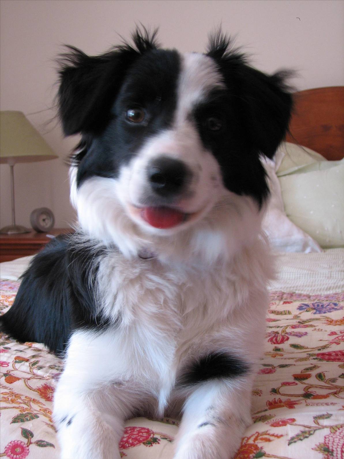 Our Dog
