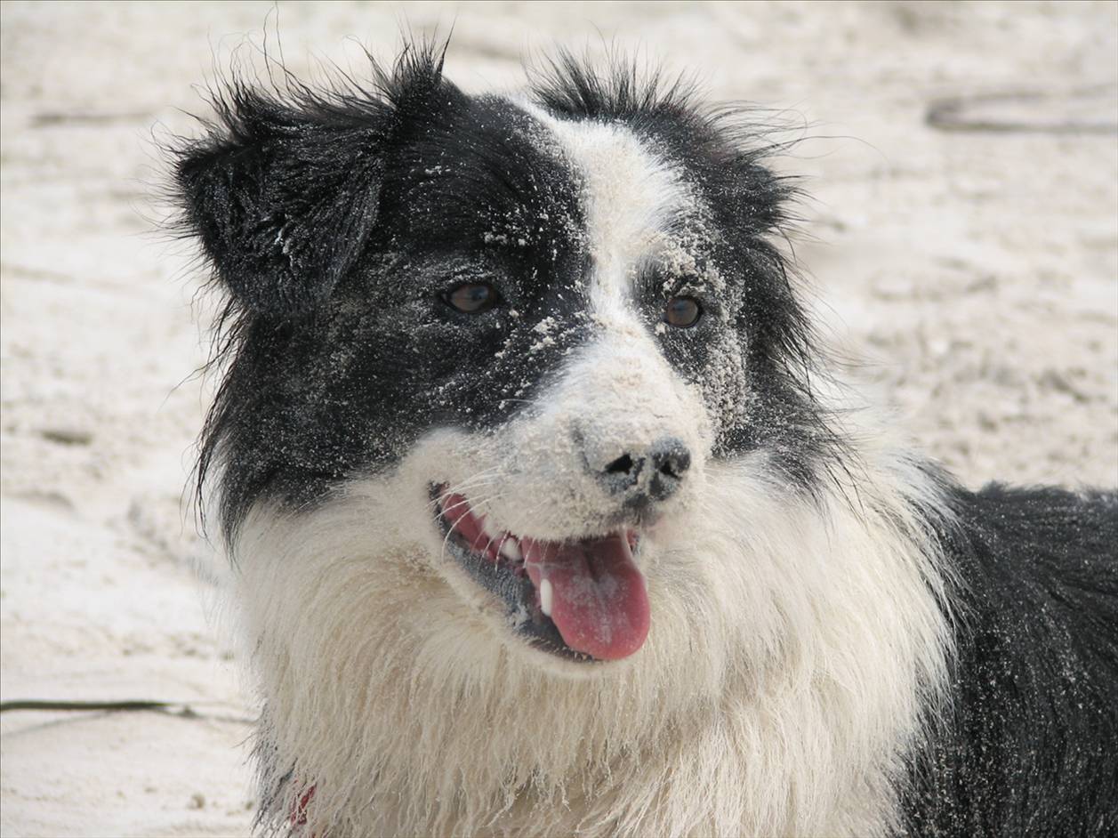 Our Dog