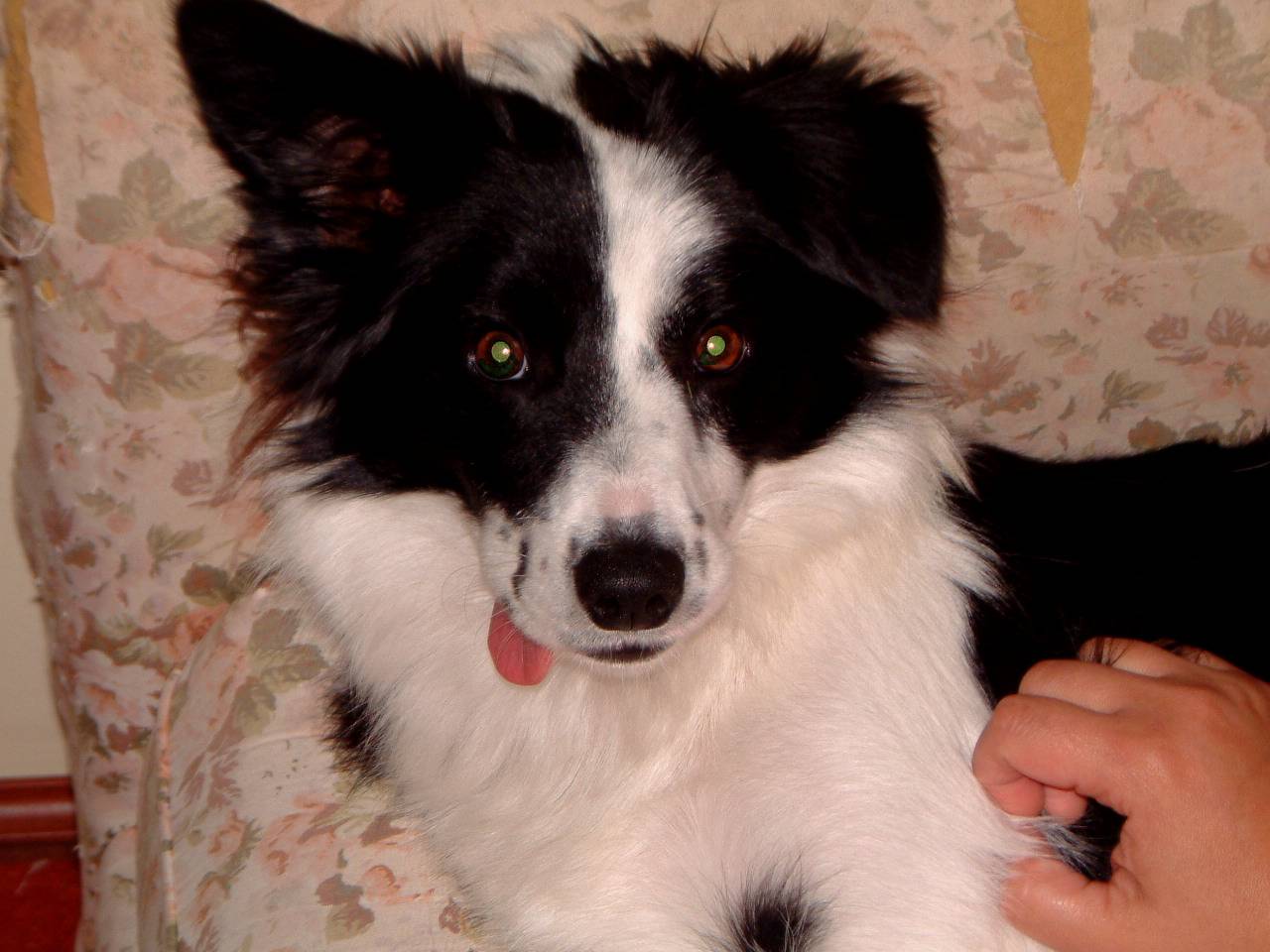 The dog