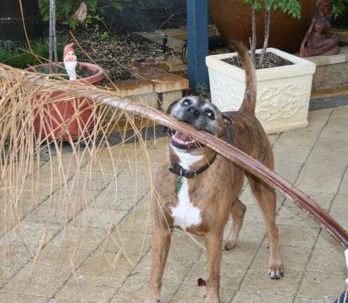 buster the gardener