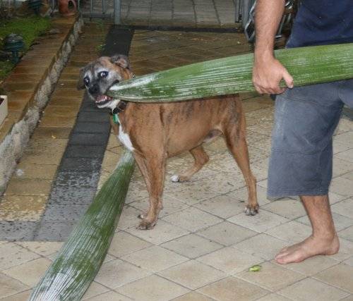 buster the gardener