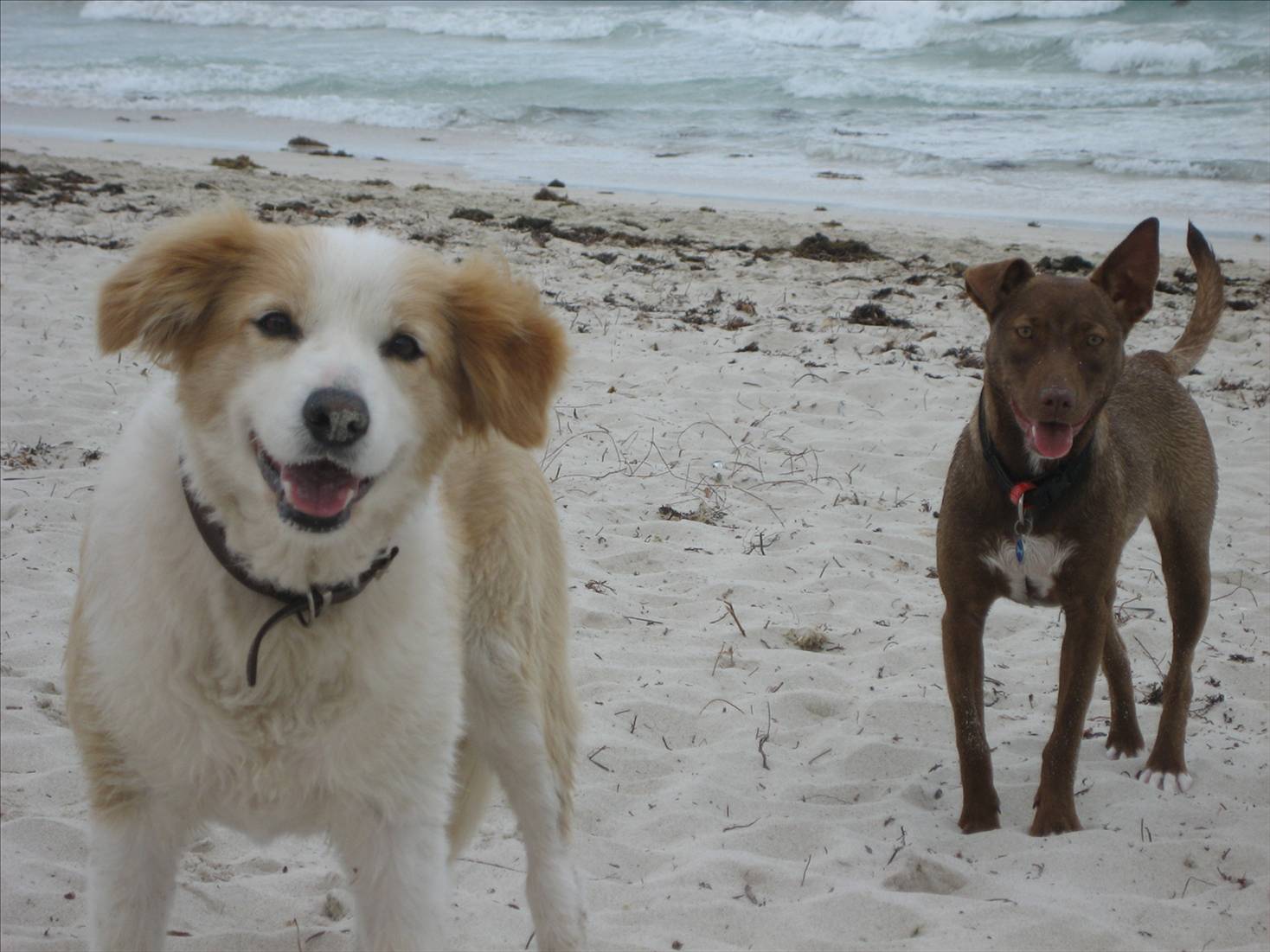 my doggies